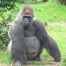 Thumbnail image for Wer sieht den Gorilla?