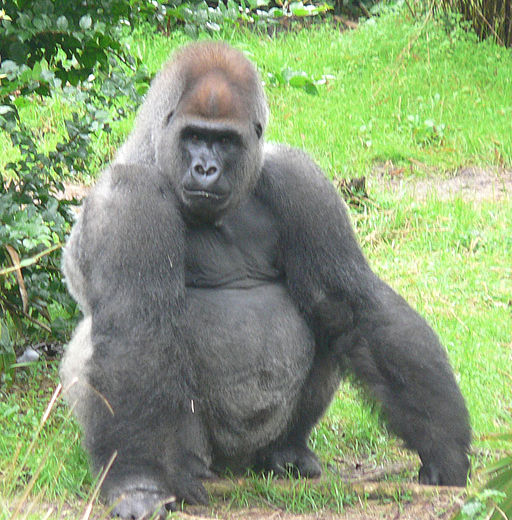 Post image for Wer sieht den Gorilla?
